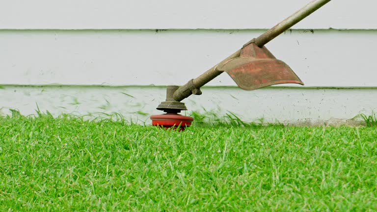 Best Lawn Renovation and Restoration  in USA